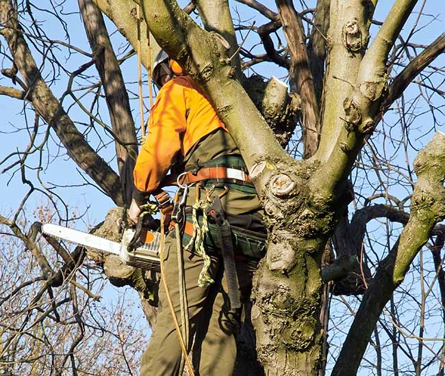 Abattage arbre Bénodet