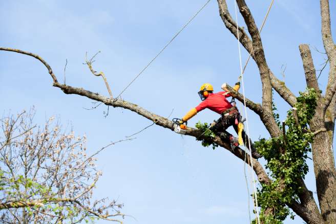 Abattre des arbres Plomelin