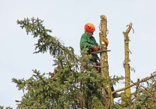 Élagueur professionnel à Quimper