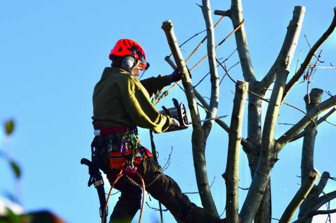 Des professionnels en élagage à Quimper