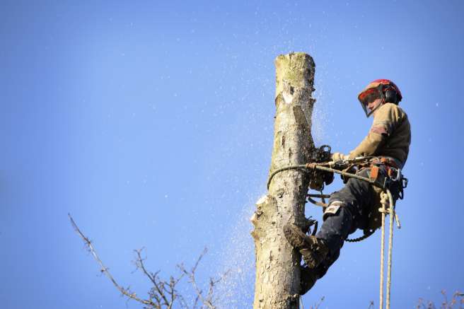 Abattre des arbres Douarnenez