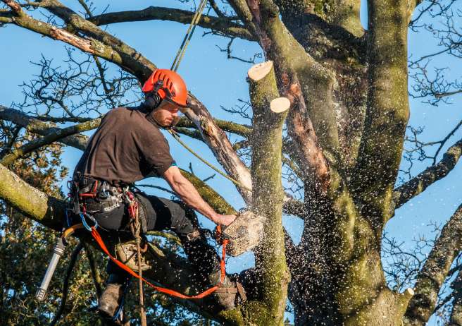 Professionnel de l'abattage d'arbres Quimper