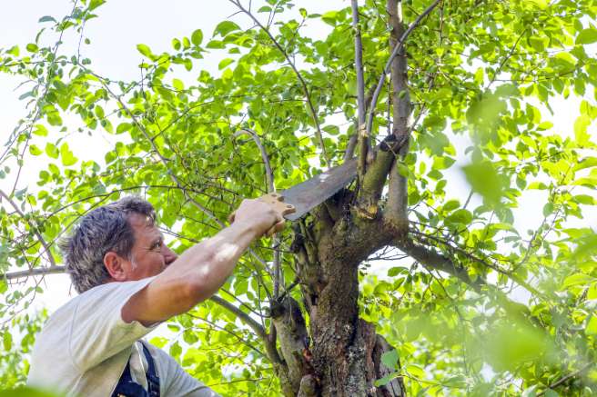 Abattre des arbres Pluguffan