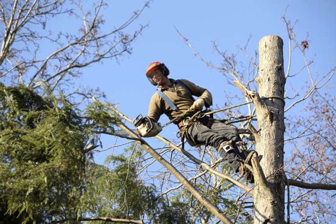 Abattage d’arbres Pluguffan
