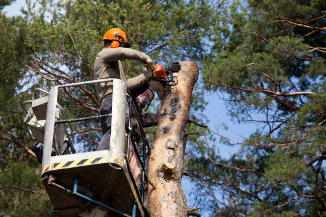 Abattage arbre dangereux Quimper