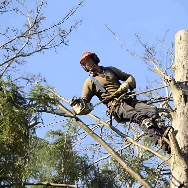 Service élagage d’arbres Quimper