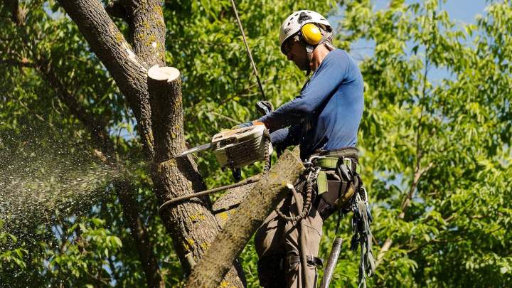 Abattage d’arbres Quimper
